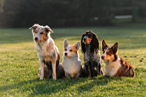 Top 10: malos hábitos de perros