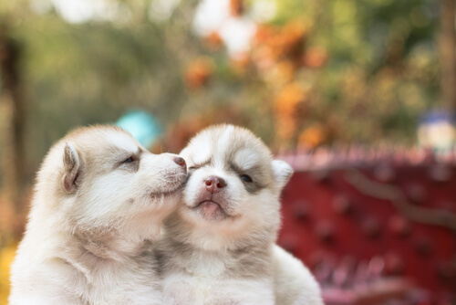A veces no merecemos tanto amor como el que nos dan las mascotas