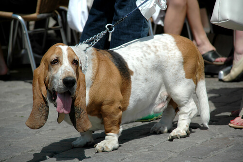 obesidad en los perros