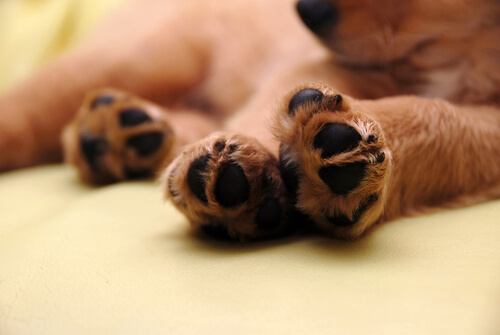 patas del perro