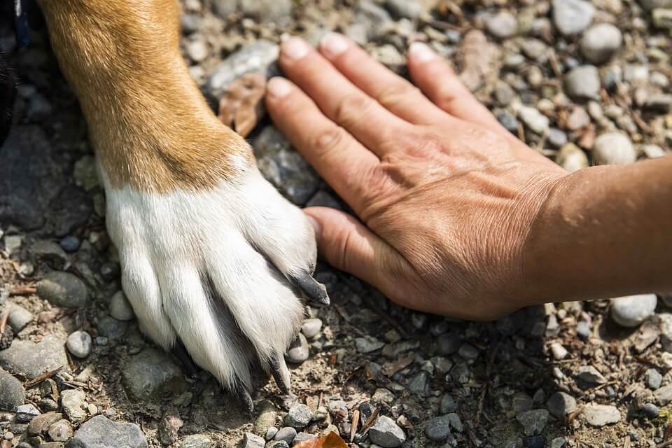 Las almohadillas del perro son como nuestros dedos, por ello requieren cuidado.