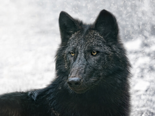 Balto, la historia verdadera del perro lobo