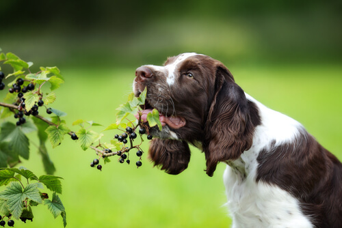 Por qué el perro come hierba