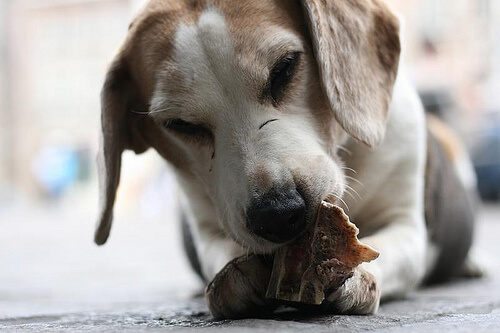 Intolerancia a ciertos alimentos en los perros