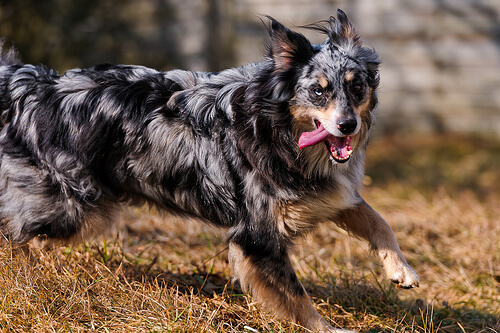 5 cosas que tanto les gusta perseguir a los perros