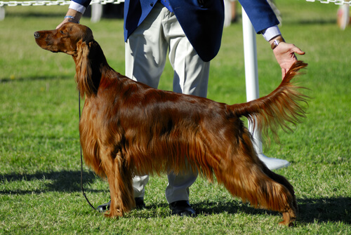 Cómo funcionan los concursos de belleza canina
