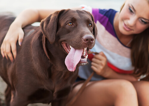 Woman sitting with a Brown Labrador