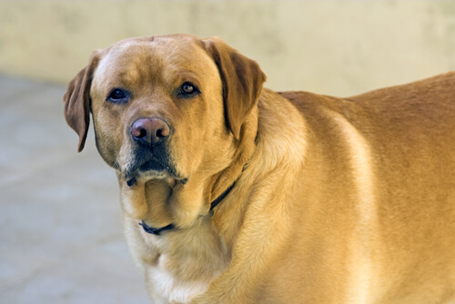 Perro obeso con mirada apagada