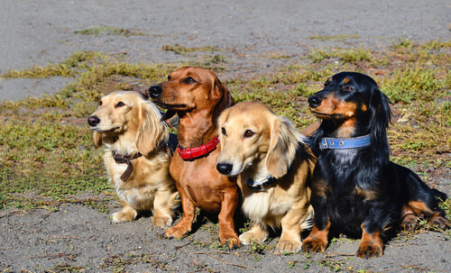 A group of four dachschunds