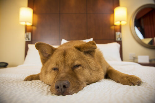 petfriendly
