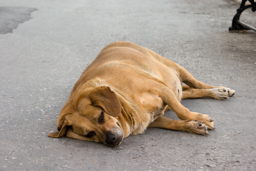 Salvan a una perrita embarazada cuando estaba al límite de sus fuerzas Salvan a una perrita embarazada cuando estaba al límite de sus fuerzas
