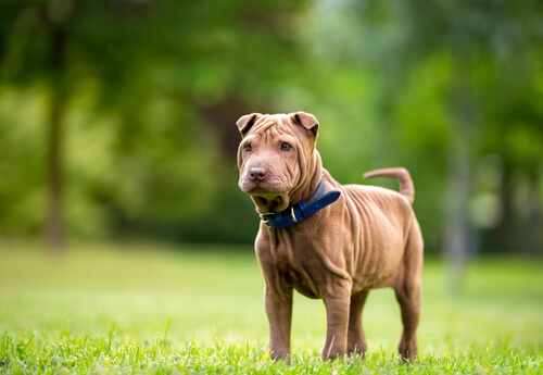 Shar pei