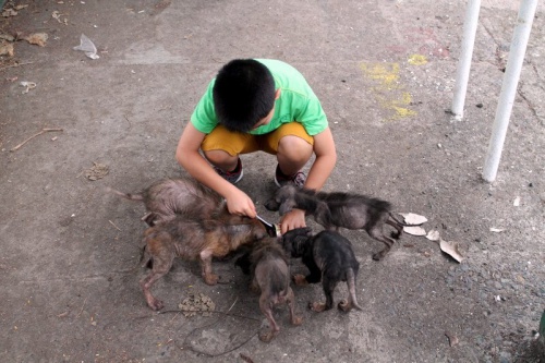 Un niño filipino cumple su sueño y crea un albergue animal