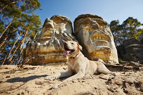 viajar al extranjero con tu perro