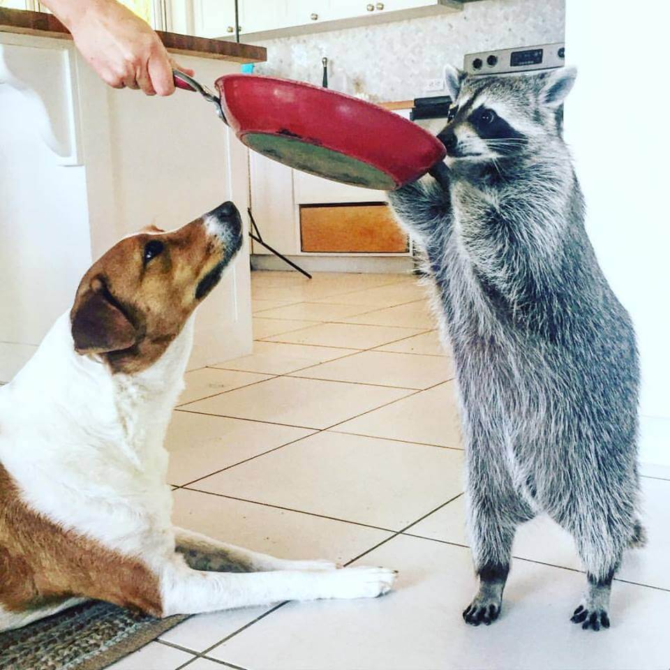 Mapache y perro