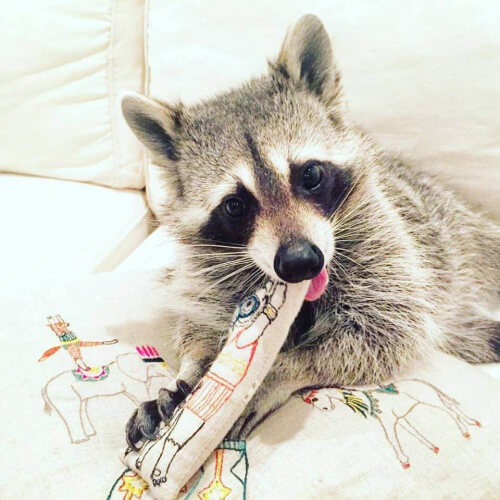 mapache