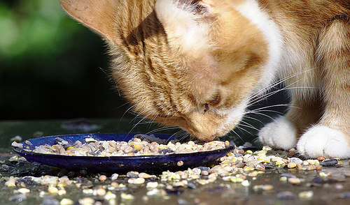 Alimentar a tu gato, ¿con comida seca o húmeda?