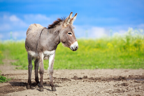 Diferencias entre asno, burro y mula