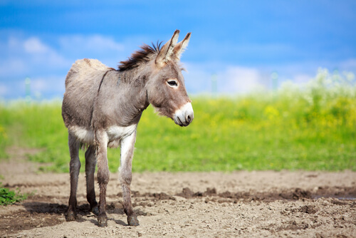 Burro en el campo.
