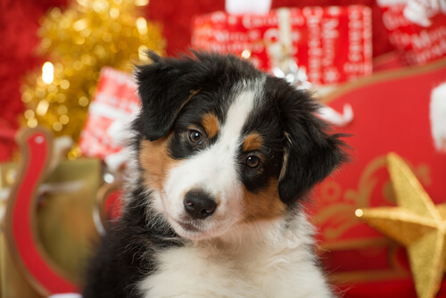 ¿Qué le regalo a mi perro en Navidad?