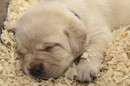 cachorro perro