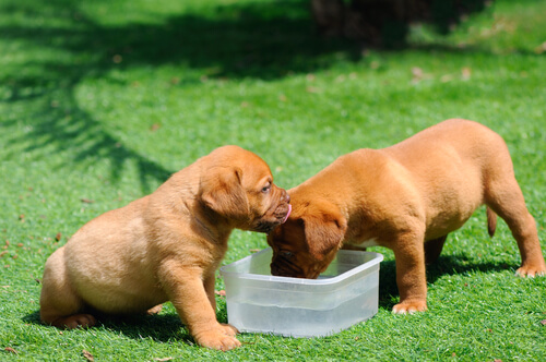 10 razas de perros que más comen
