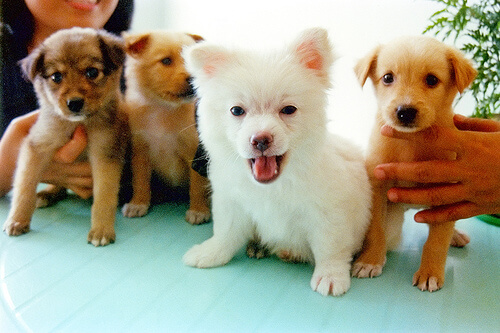 ¿Cómo presentar nuevas personas a tu perro?
