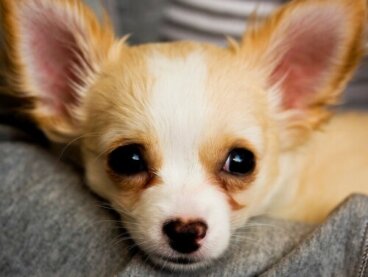 Cómo educar correctamente a un Chihuahua