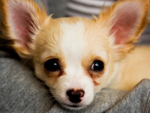 Cómo educar correctamente a un Chihuahua