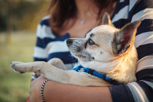 chihuahua en brazos