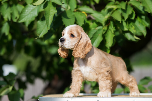 Cocker spaniel americano.