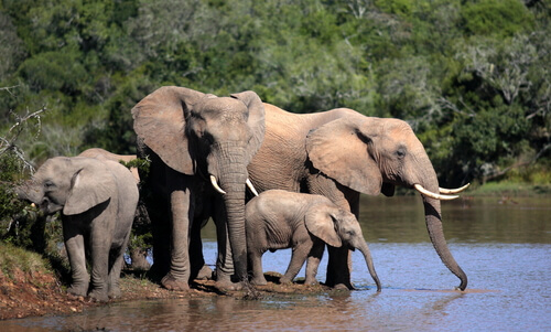 Elefantes en el rio