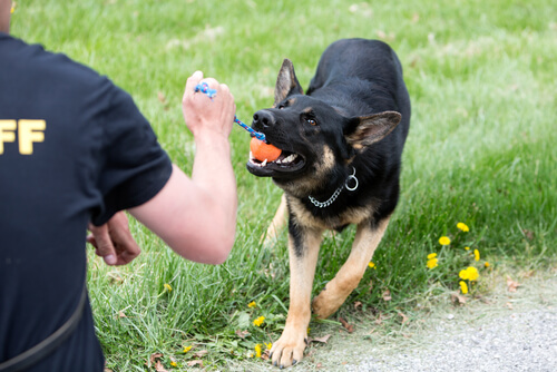 Training a German Shepherd.