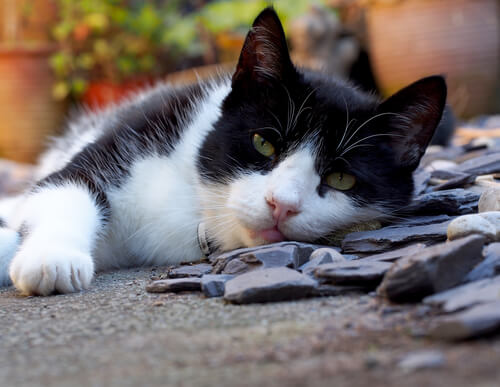 gato acostado