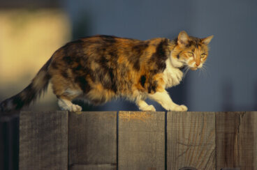 La gata que alertó a la familia sobre la presencia de un intruso en la casa