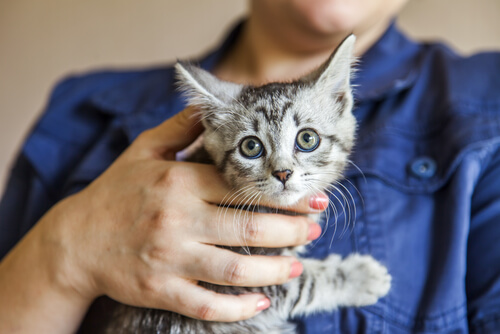 gato mujer