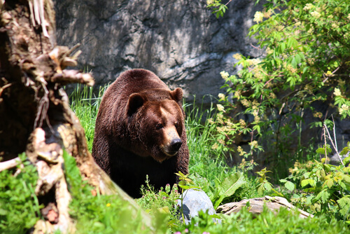 oso en la selva