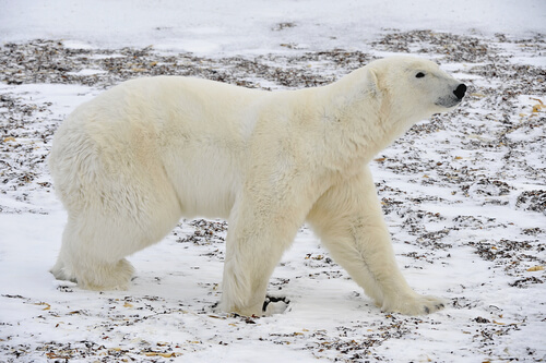 Oso polar
