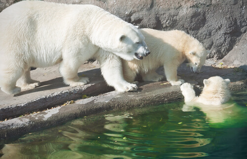 Polar bears in water.