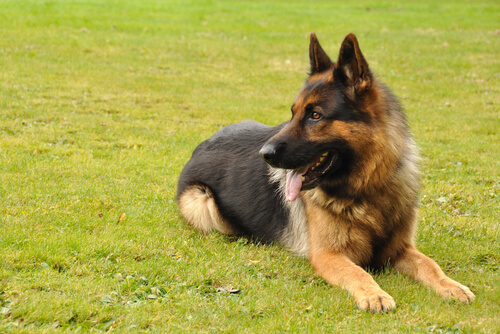 German Shepherd laying on the grass
