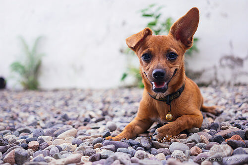 Irresponsabilidades de los propietarios de perros