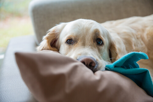 Por qué a mi perro le gusta dormir debajo de la manta