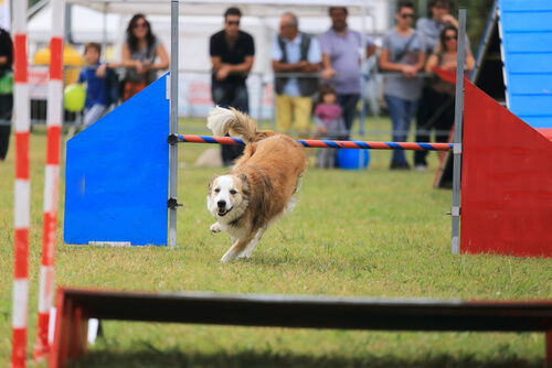 perro agility