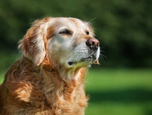 Un perro de avanzada edad.