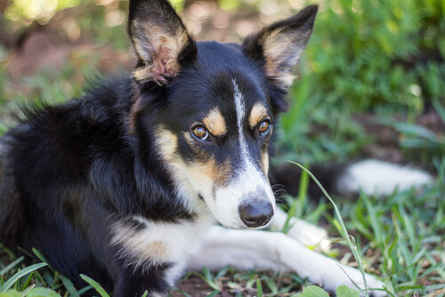 El perro sin nombre y su trágica historia