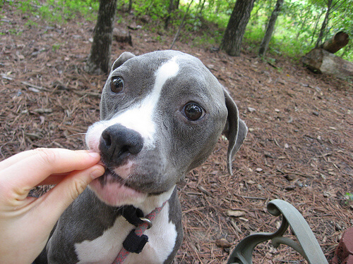 A dog eating gluten free treats.