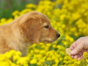 Galletas de pollo, recetas para perros
