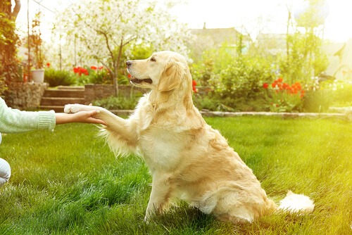 perro da la pata a su dueño
