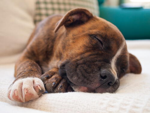 5 consejos para hacer dormir a tu mascota