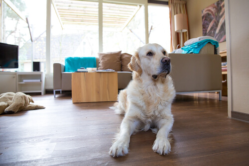 White Labrador laying on the floor in a living room waiting to give you their heart